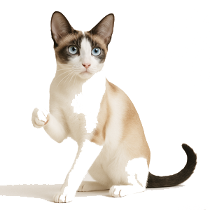 Seychellois Shorthair